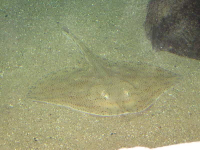 Blijdorp zoo, Rotterdam, Holland; DISPLAY FULL IMAGE.