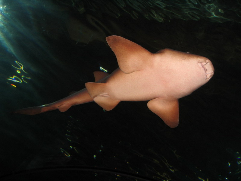 Blijdorp zoo, Rotterdam, Holland; DISPLAY FULL IMAGE.