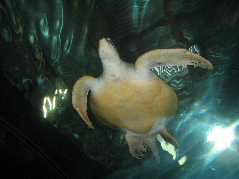 Blijdorp zoo, Rotterdam, Holland; DISPLAY FULL IMAGE.
