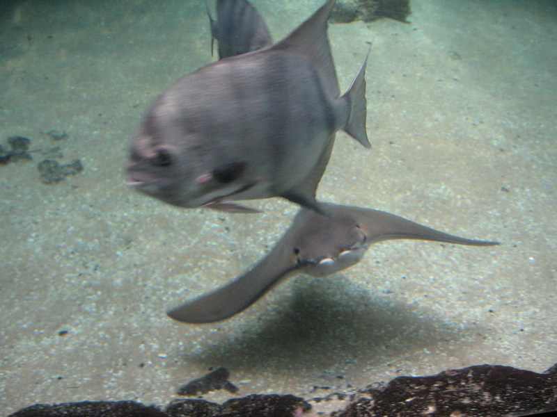 Blijdorp zoo, Rotterdam, Holland; DISPLAY FULL IMAGE.