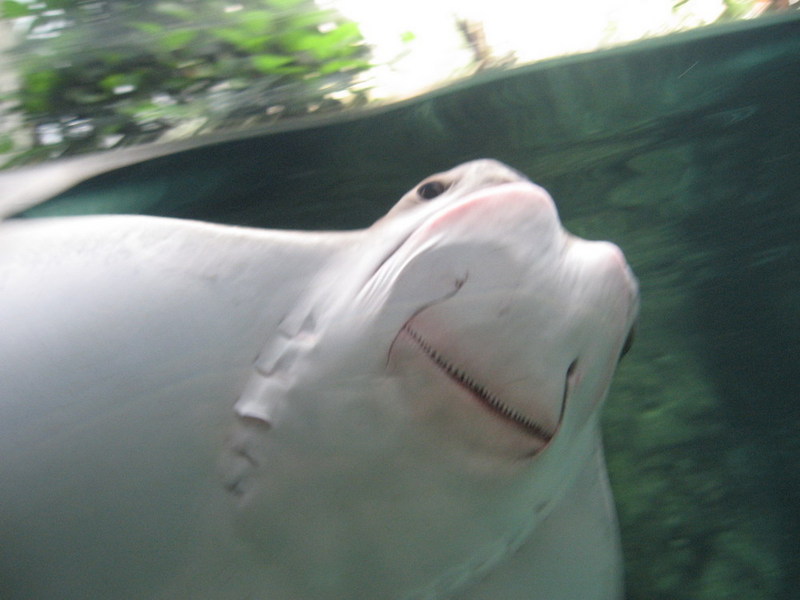 Blijdorp zoo, Rotterdam, Holland; DISPLAY FULL IMAGE.