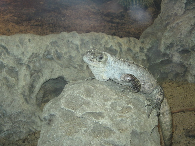 Blijdorp zoo, Rotterdam, Holland; DISPLAY FULL IMAGE.