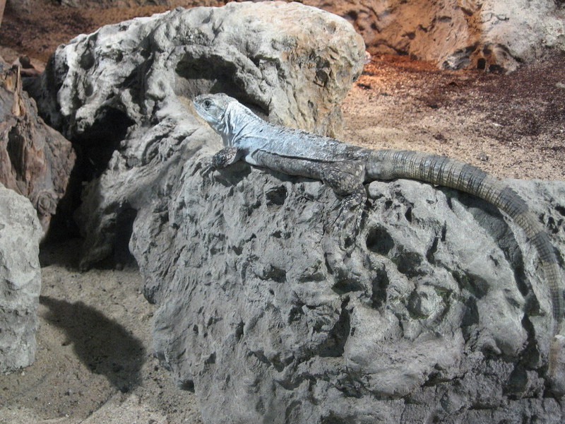 Blijdorp zoo, Rotterdam, Holland; DISPLAY FULL IMAGE.