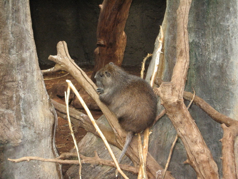Blijdorp zoo, Rotterdam, Holland; DISPLAY FULL IMAGE.