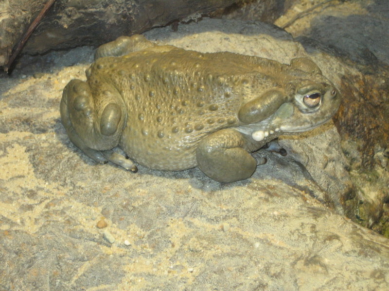 Blijdorp zoo, Rotterdam, Holland; DISPLAY FULL IMAGE.