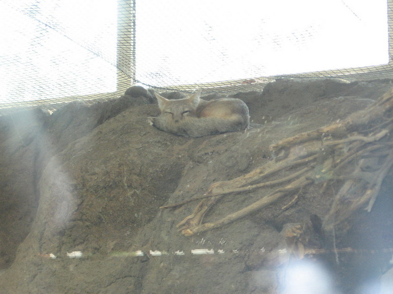 Blijdorp zoo, Rotterdam, Holland; DISPLAY FULL IMAGE.