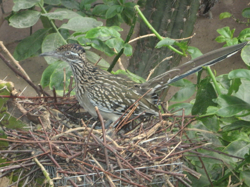 Blijdorp zoo, Rotterdam, Holland; DISPLAY FULL IMAGE.