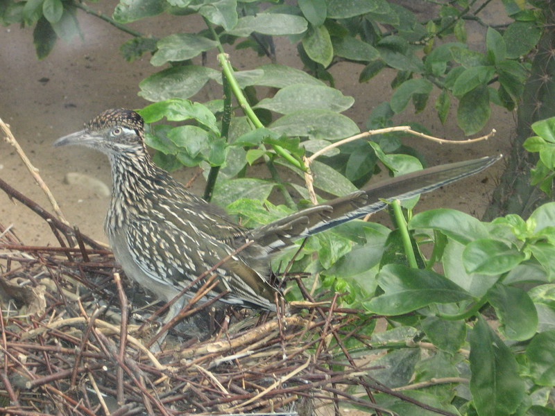 Blijdorp zoo, Rotterdam, Holland; DISPLAY FULL IMAGE.