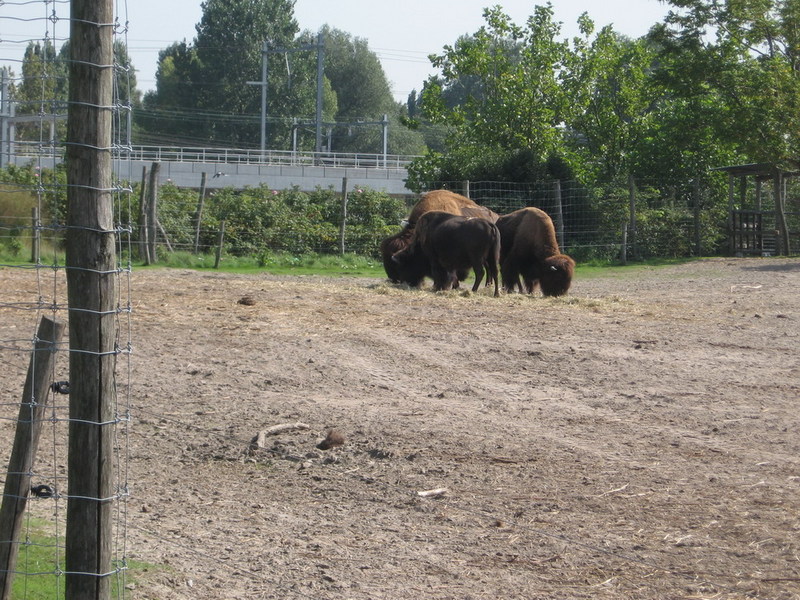 Blijdorp zoo, Rotterdam, Holland; DISPLAY FULL IMAGE.