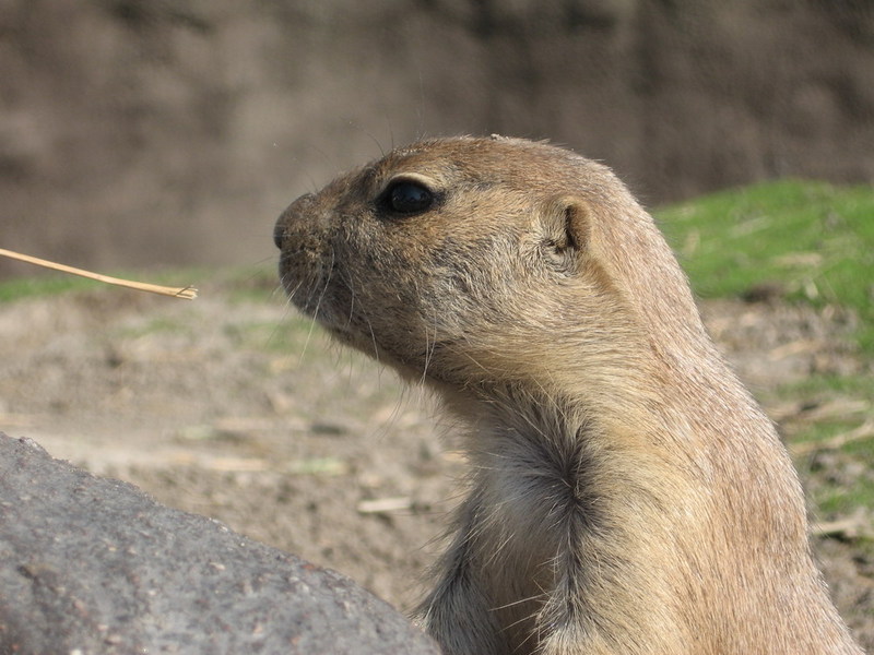 Blijdorp zoo, Rotterdam, Holland; DISPLAY FULL IMAGE.