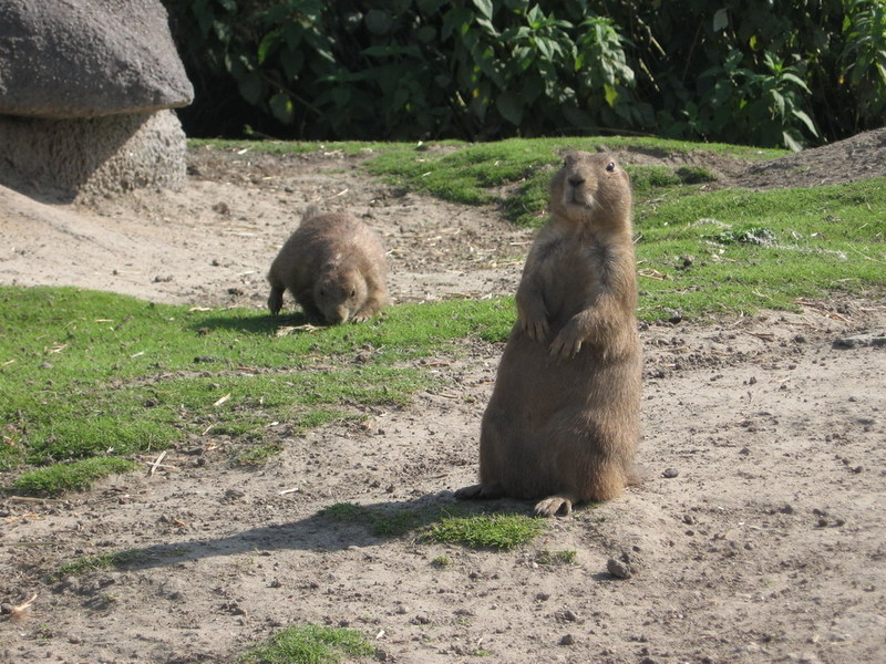 Blijdorp zoo, Rotterdam, Holland; DISPLAY FULL IMAGE.