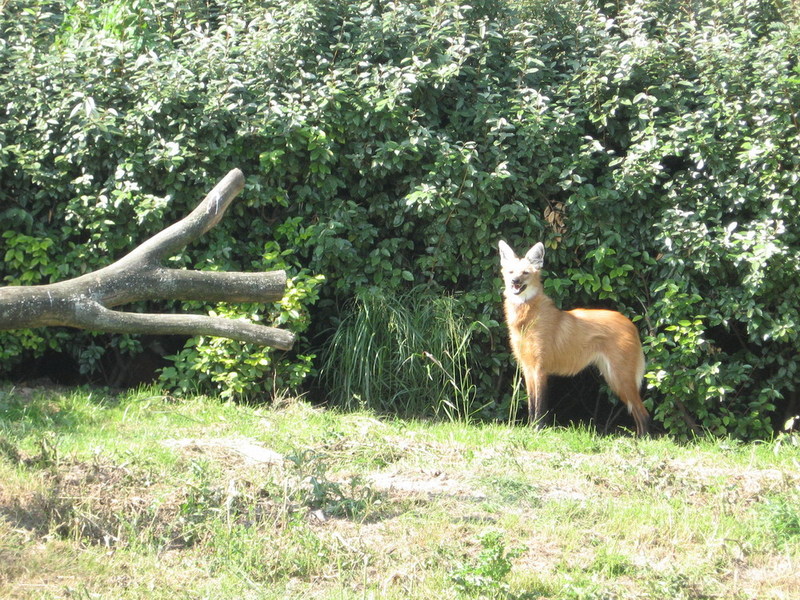 Blijdorp zoo, Rotterdam, Holland; DISPLAY FULL IMAGE.