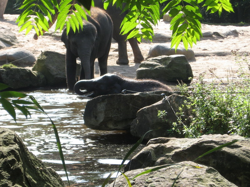 Blijdorp zoo, Rotterdam, Holland; DISPLAY FULL IMAGE.