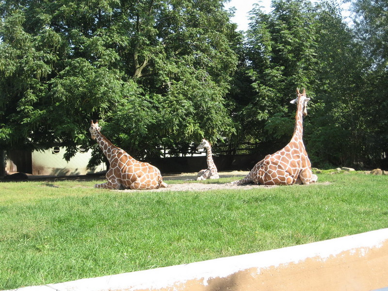 Blijdorp zoo, Rotterdam, Holland; DISPLAY FULL IMAGE.