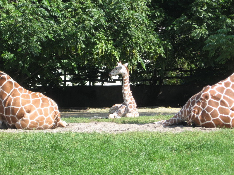 Blijdorp zoo, Rotterdam, Holland; DISPLAY FULL IMAGE.