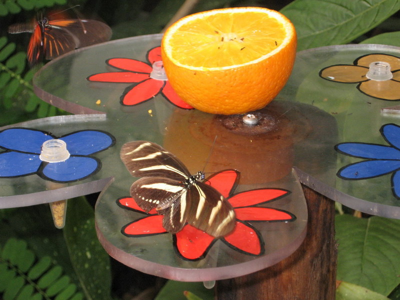 Blijdorp zoo, Rotterdam, Holland; DISPLAY FULL IMAGE.