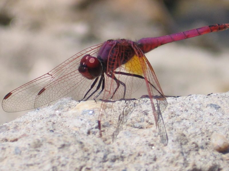 dragonfly; DISPLAY FULL IMAGE.