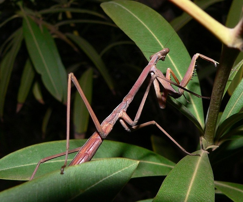 mantis 1; DISPLAY FULL IMAGE.