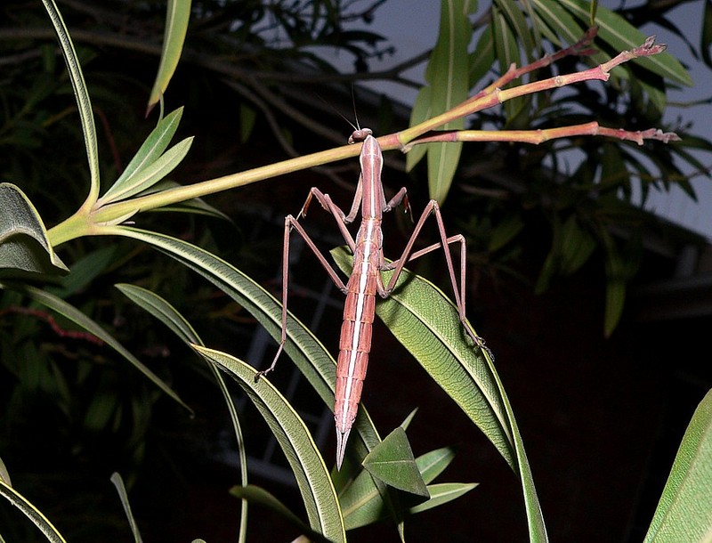 mantis 2; DISPLAY FULL IMAGE.