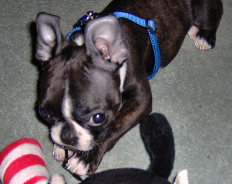Boston Terrier; DISPLAY FULL IMAGE.