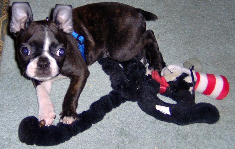 Boston Terrier; DISPLAY FULL IMAGE.