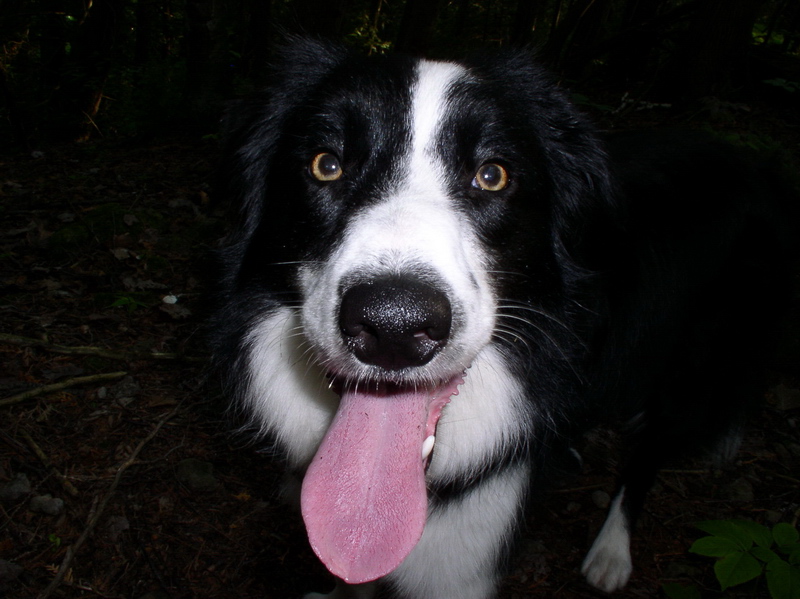 border collies; DISPLAY FULL IMAGE.