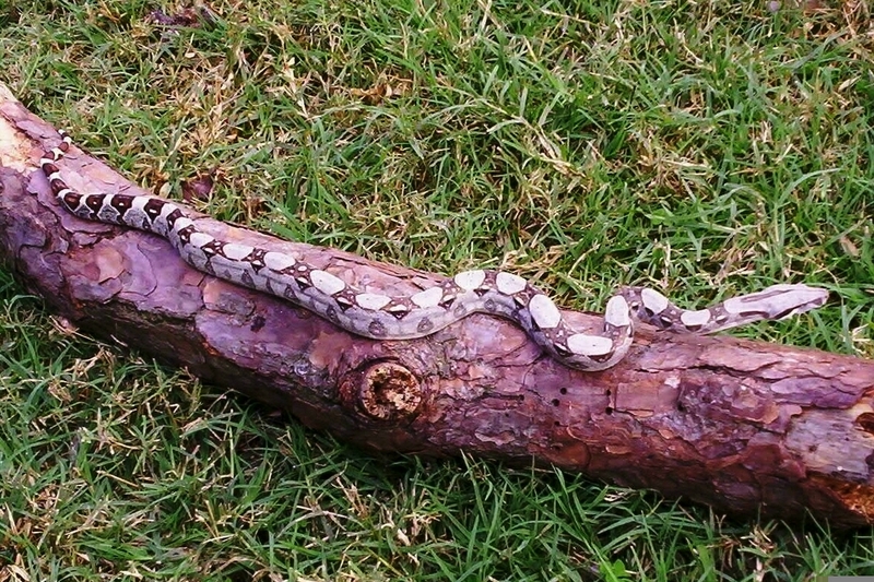 Colombian Boa  (B. c. imperator)...(juvenile); DISPLAY FULL IMAGE.