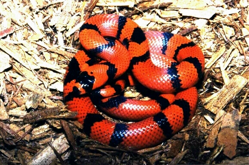 Tangerine Honduran Milksnake (L. t. hondurensis); DISPLAY FULL IMAGE.