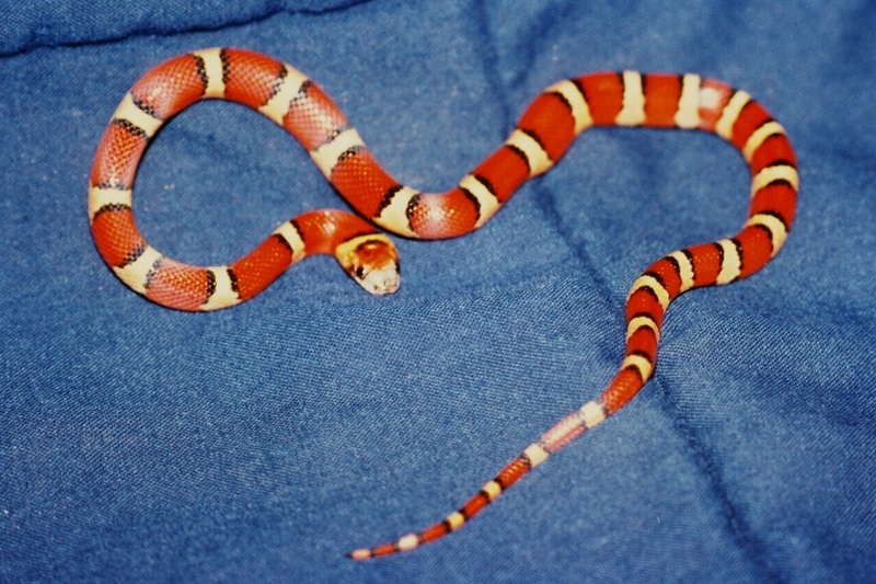 Nuevo Leon Kingsnake (L. m. thayeri); DISPLAY FULL IMAGE.