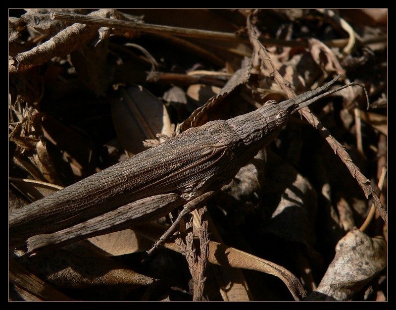 grasshoppers; DISPLAY FULL IMAGE.