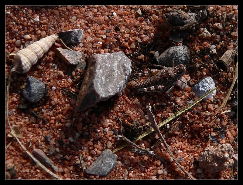 grasshoppers; DISPLAY FULL IMAGE.