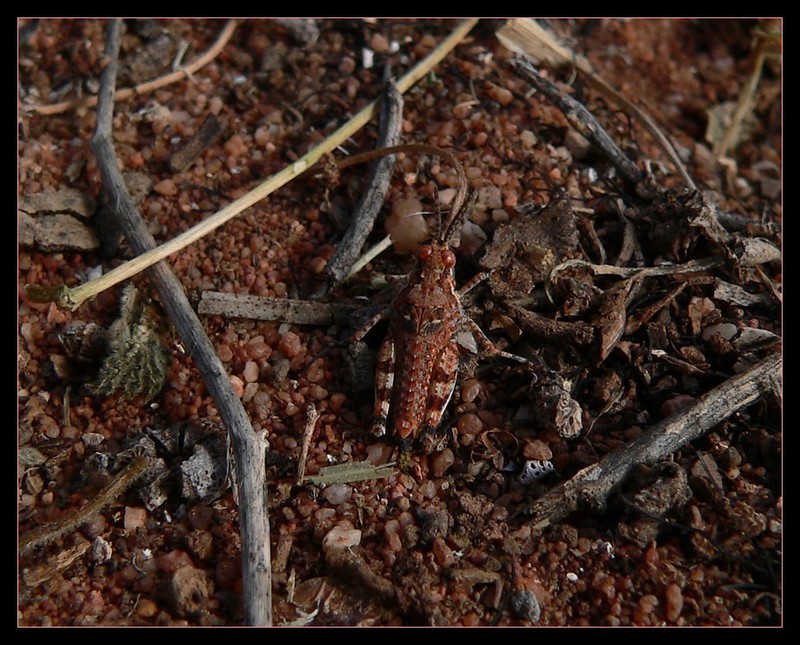 grasshoppers; DISPLAY FULL IMAGE.