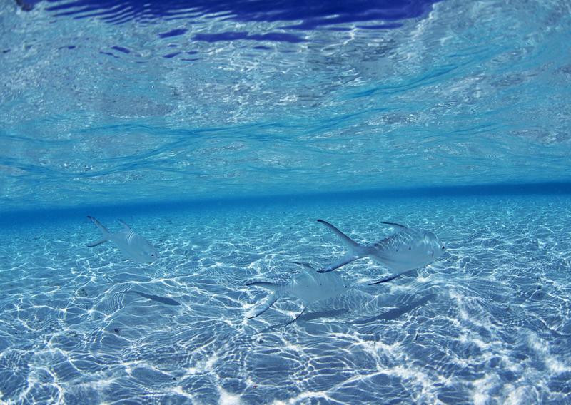 Okinawa - fishes; DISPLAY FULL IMAGE.