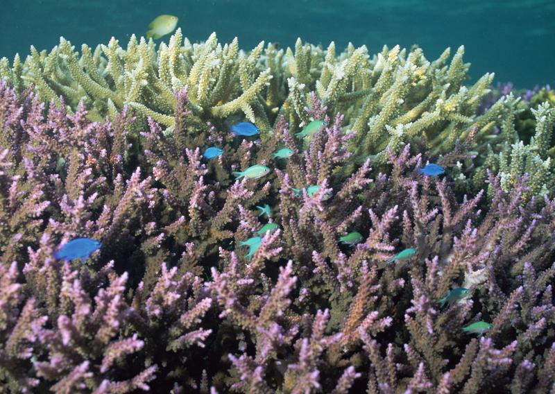 Okinawa - fishes; DISPLAY FULL IMAGE.