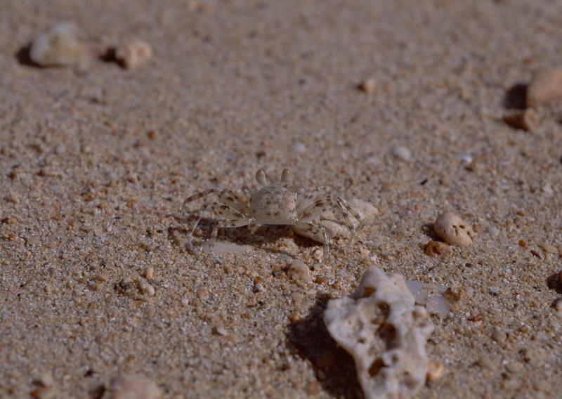 Okinawa - crab; DISPLAY FULL IMAGE.