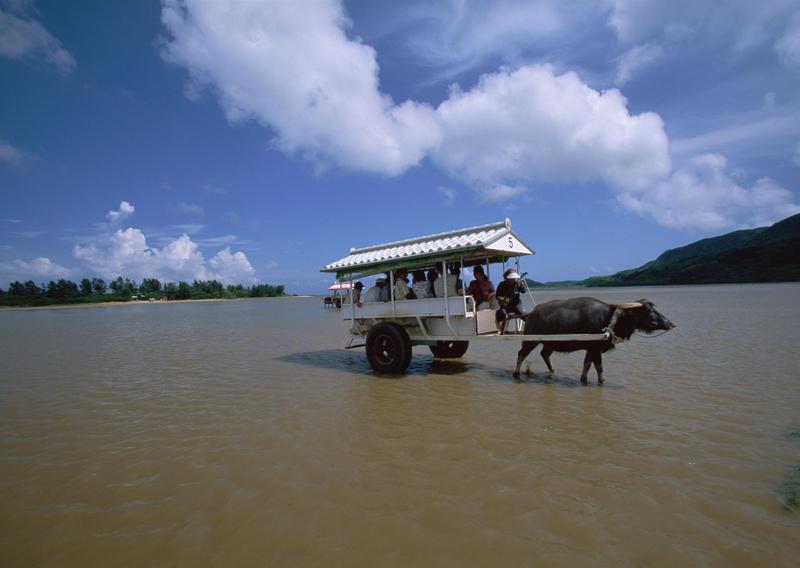Okinawa - water buffalo; DISPLAY FULL IMAGE.