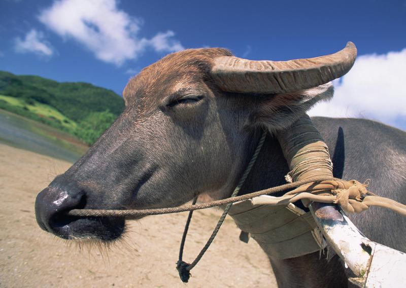 Okinawa - water buffalo; DISPLAY FULL IMAGE.