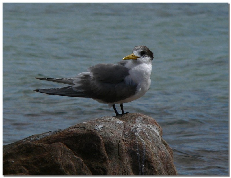 juvenile crested tern; DISPLAY FULL IMAGE.