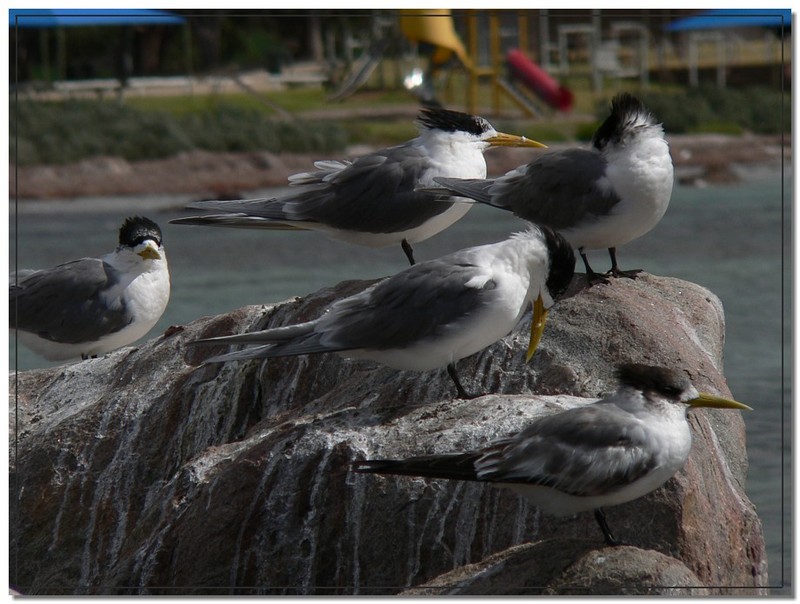 crested tern group; DISPLAY FULL IMAGE.