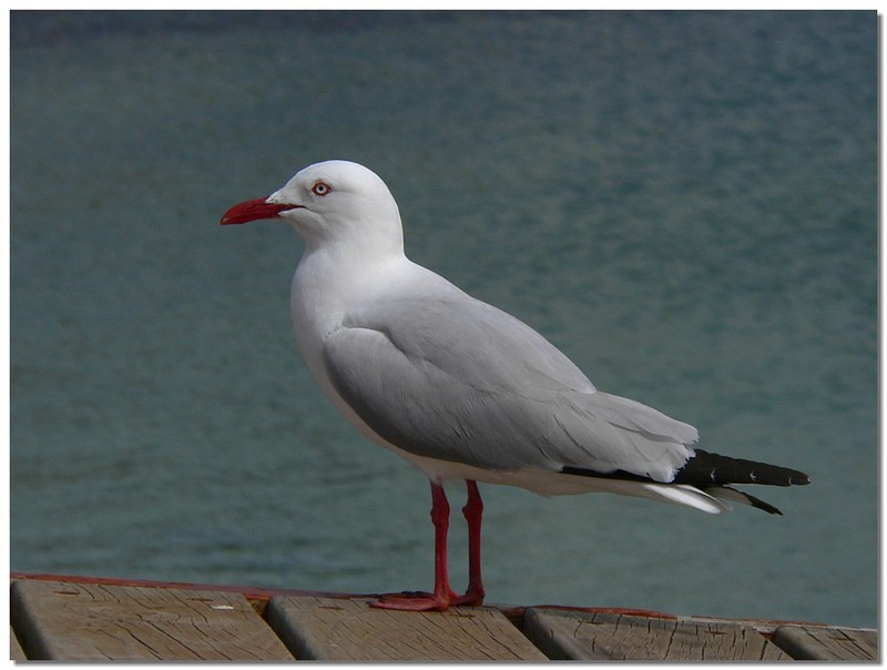 silver gull 1; DISPLAY FULL IMAGE.