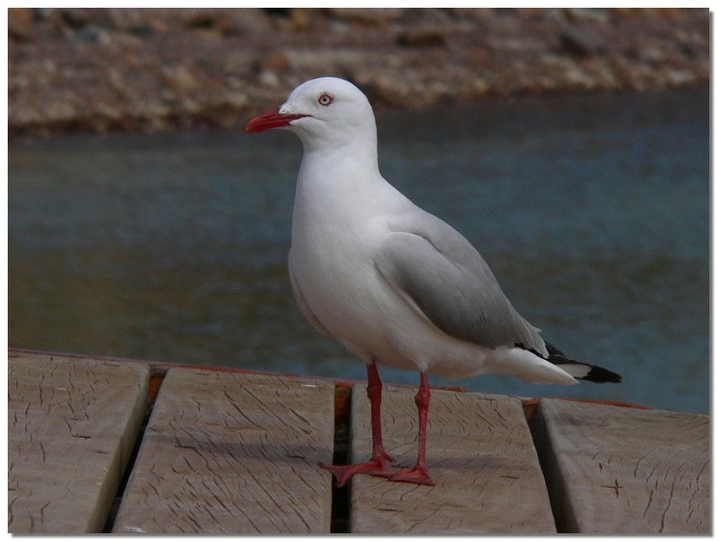 silver gull 2; DISPLAY FULL IMAGE.