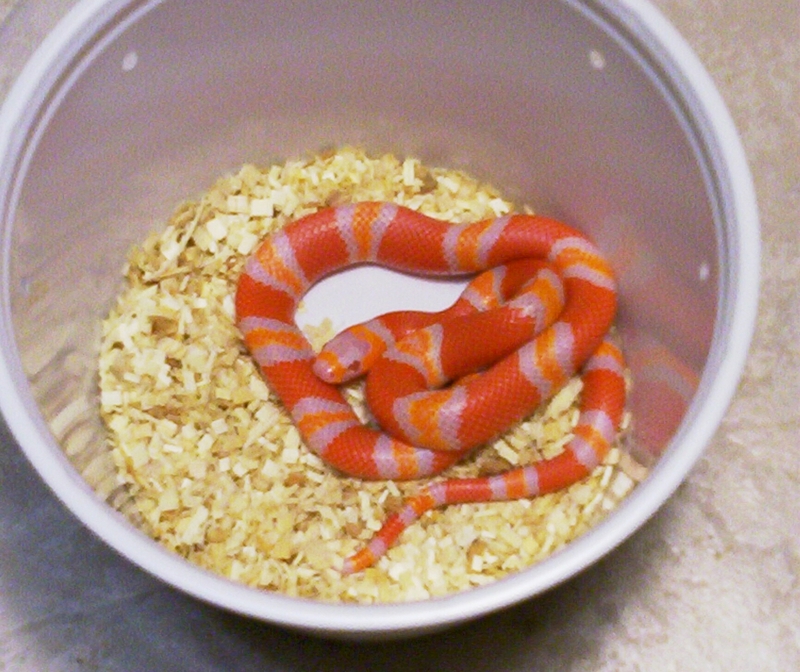 Albino Honduran Milksnake (L. t. hondurensis); DISPLAY FULL IMAGE.