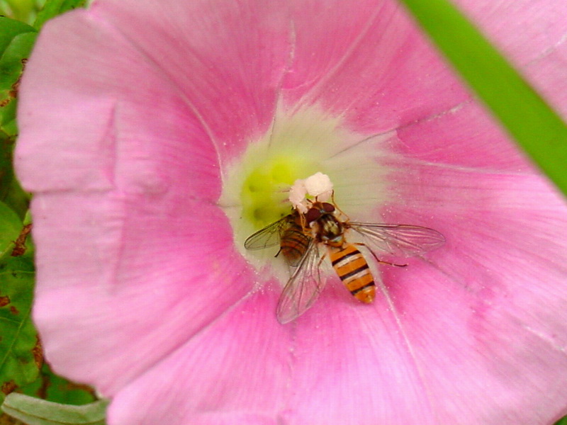 Episyrphus balteatus (Marmelade hoverfly) {!--호리꽃등에-->; DISPLAY FULL IMAGE.