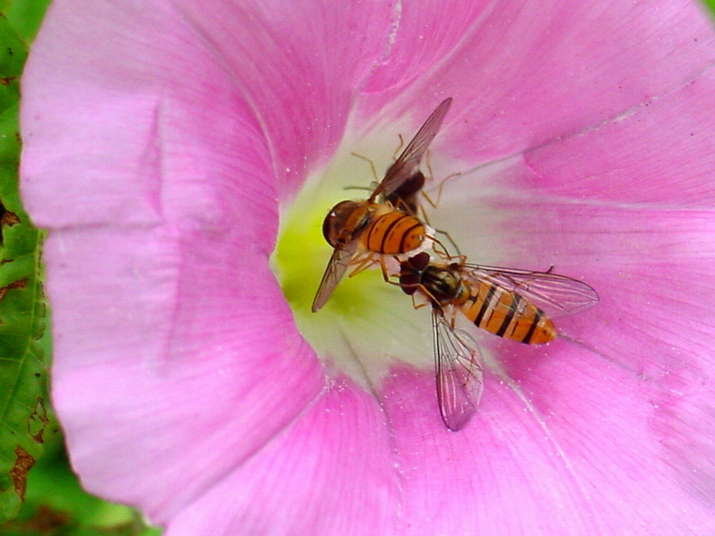 Episyrphus balteatus (Marmelade hoverfly) {!--호리꽃등에-->; DISPLAY FULL IMAGE.