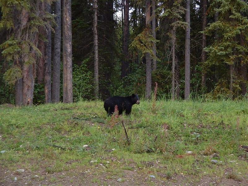 3moose; DISPLAY FULL IMAGE.