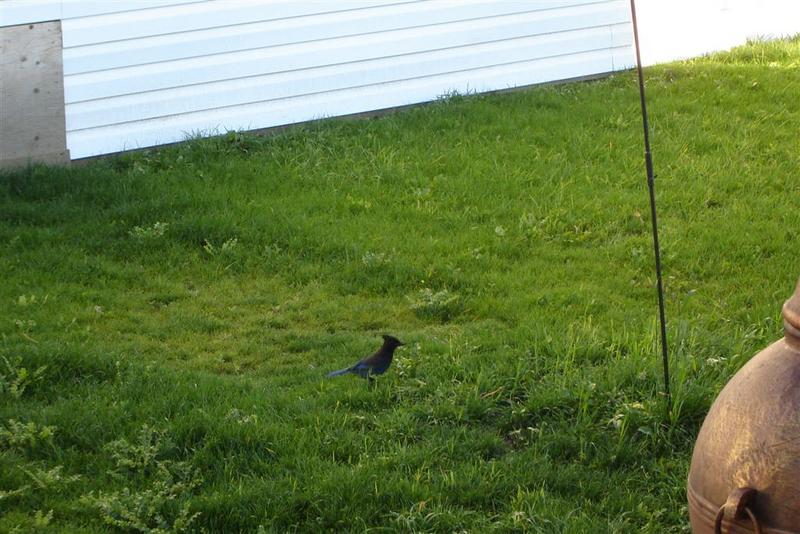 Steller's Jay; DISPLAY FULL IMAGE.