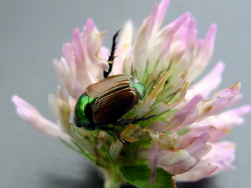 Anomala chamaeleon (Chameleon Beetle) {!--카멜레온줄풍뎅이-->; DISPLAY FULL IMAGE.