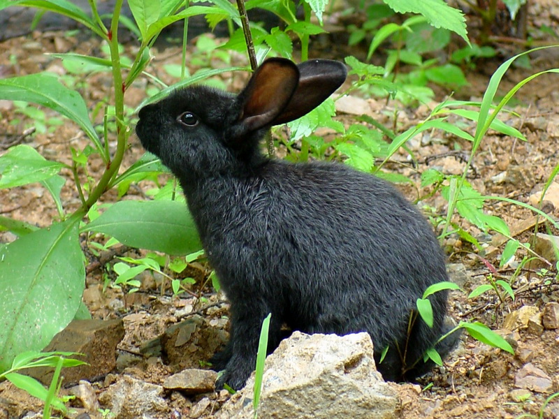 Small and cute black rabbit; DISPLAY FULL IMAGE.