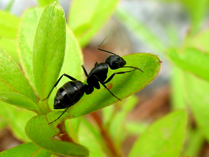 Big Ant; DISPLAY FULL IMAGE.