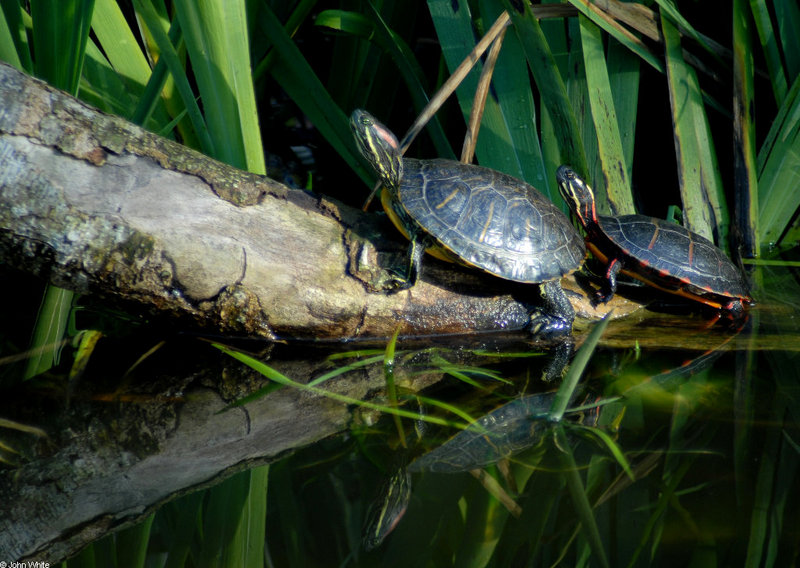 Turtles; DISPLAY FULL IMAGE.